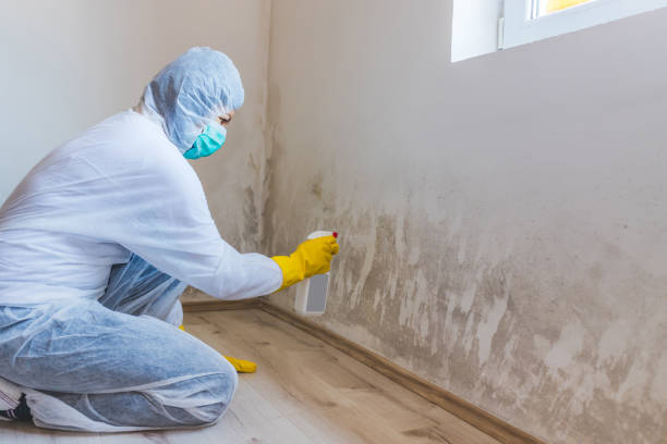 Licensed Mold Inspection service in Carrollton, KY - WQB Mold Removal